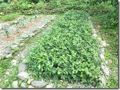 IMG20200501145053