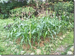 IMG20200501145158
