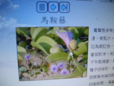 2008-06-06小二下特色課程(海濱植物)