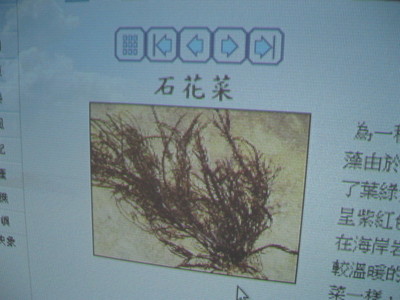 2008-06-06小二下特色課程(海濱植物)