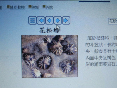 2008-06-13小二下特色課程(海濱動植物)