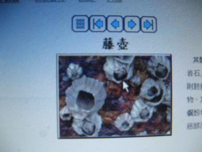 2008-06-13小二下特色課程(海濱動植物)