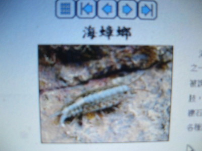 2008-06-13小二下特色課程(海濱動植物)