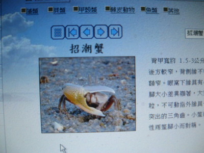 2008-06-13小二下特色課程(海濱動植物)