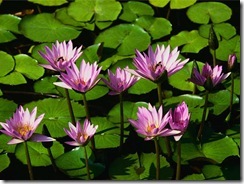 Water lilies