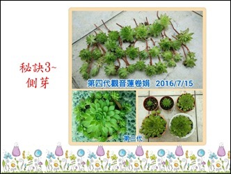 心理健康~園藝治療教學策略應用研習1070507_20