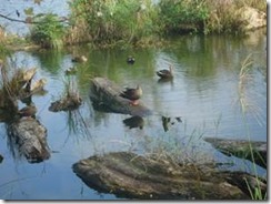 clip_image002[10]