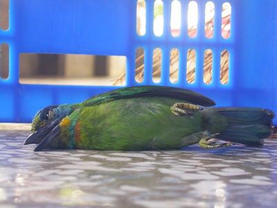 0923撞了兩次玻璃的鳥