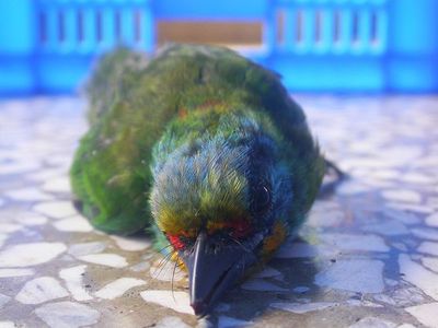 971003撞玻璃的鳥(二)