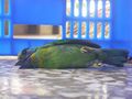 0923撞了兩次玻璃的鳥