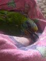 971003撞玻璃的鳥(二)