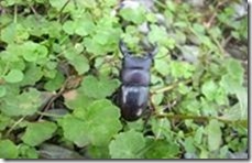 clip_image014