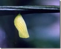 clip_image004[4]