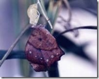 clip_image006[4]