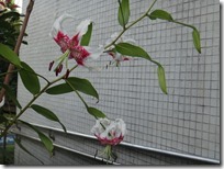 DSC01701