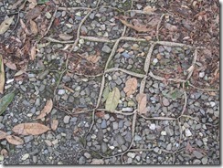 IMG_1090