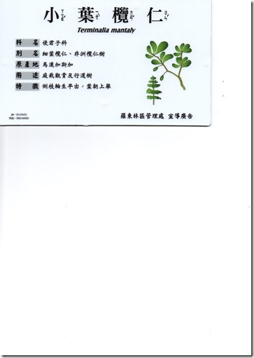 1.小葉欖仁