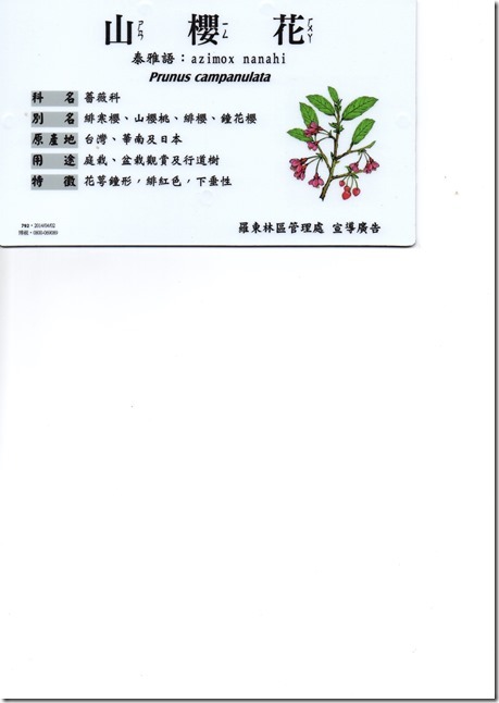 19.山櫻花