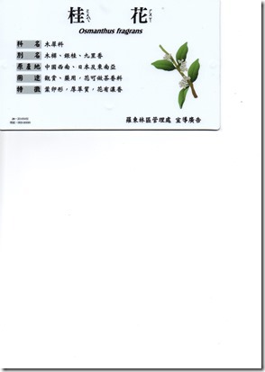 20.桂花