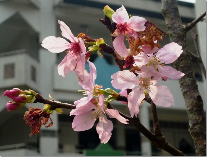 116sakura-59h104 (2)