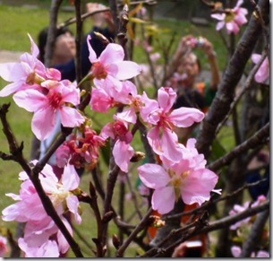 115sakura-59h114