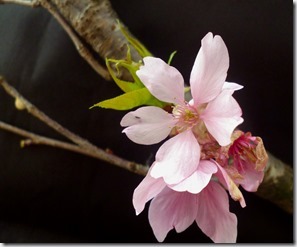 110sakura- 59h117 (1)