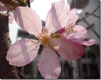 114sakura- 59h116