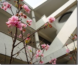 113sakura- 59h115 (3)