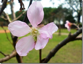 104sakura-59h118 (3)