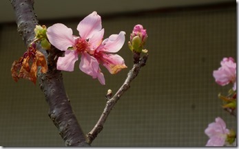 117sakura-59h101
