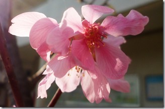 118sakura-59h111