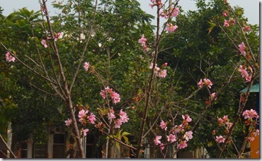 121sakura-程 筠 (3)