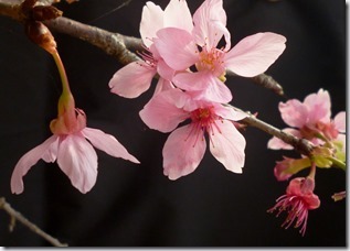 122sakura-59h202