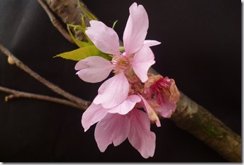 133sakura-劉宛芸 (2)