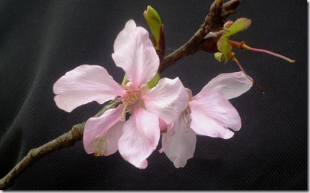 142sakura-黃健豪 (2)