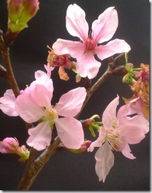 141sakura-黃健豪 (1)