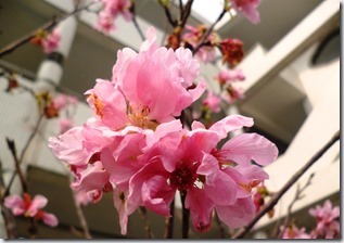 135sakura-黃緗沂