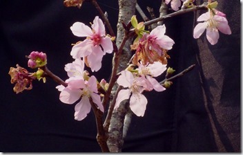 134sakura-黃慈恩
