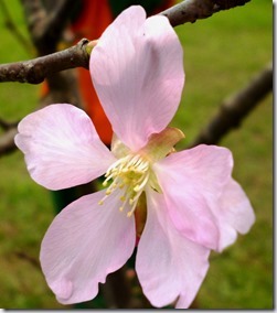 136sakura- 59h204 (1)