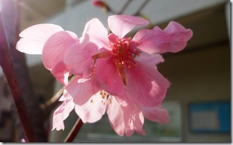 146sakura-崔俊熙