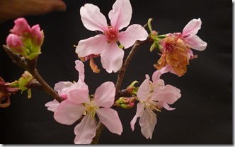 139sakura- 59h204 (4)