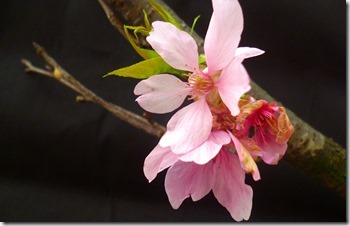 147sakura-程 筠 (1)