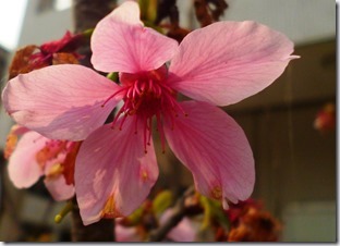 148sakura-程 筠 (2)