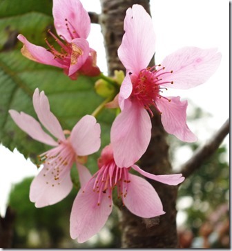 145sakura- 59h213 (2)