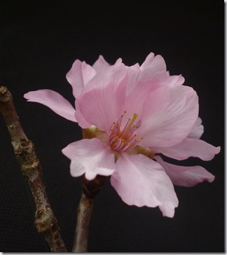 150sakura- 59h202