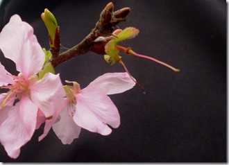 149sakura-程 筠 (4)