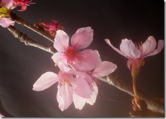143sakura-59h201