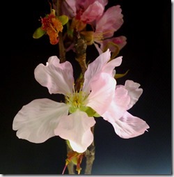 151sakura- 59h202