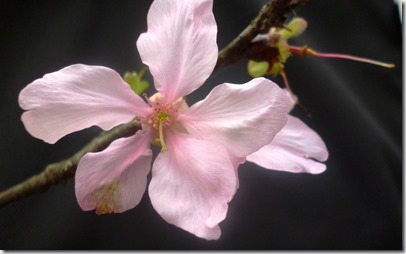 153sakura- 楊靜儀