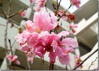 124sakura-黃緗沂 (2)